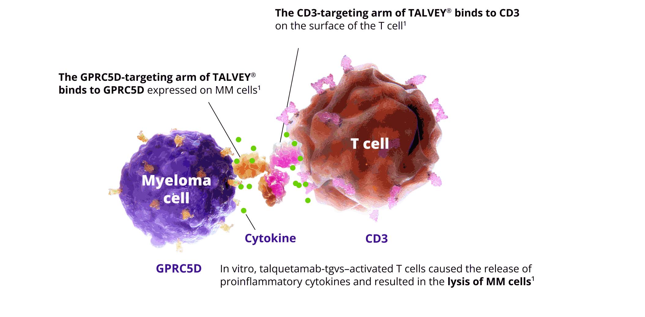 TALVEY® (talquetamab-tgvs) mechanism of action, graphic