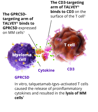 TALVEY® (talquetamab-tgvs) mechanism of action, graphic